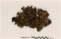 藏品(袋梅衣)的圖片